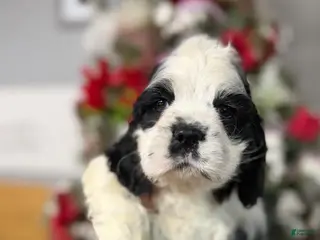 Cocker Spaniel dogs Cocker Spaniel Puppy 2 - Ad 7