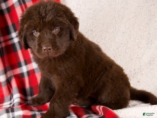 Newfoundland dogs Fiona - Ad 28