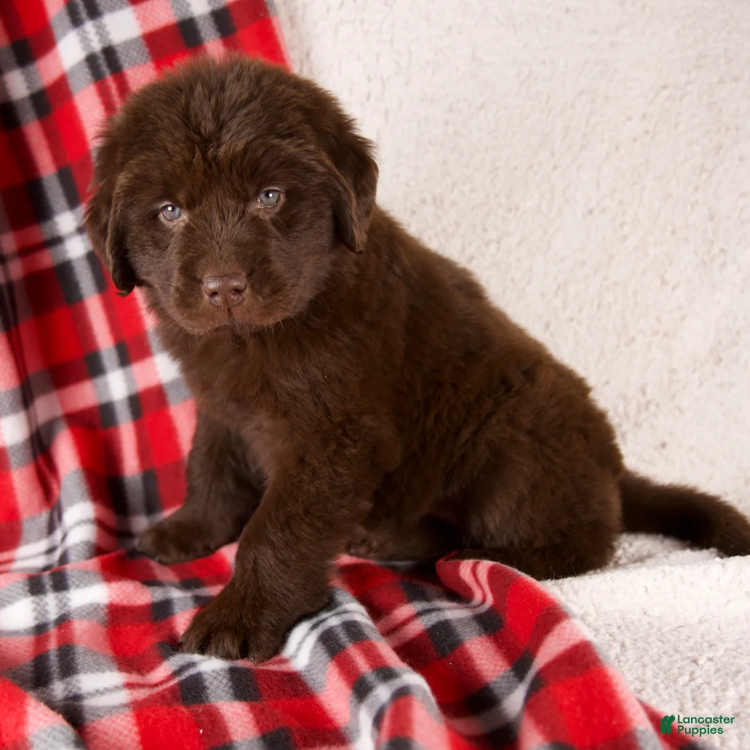 Newfoundland dogs for sale: Fiona - Ad 1