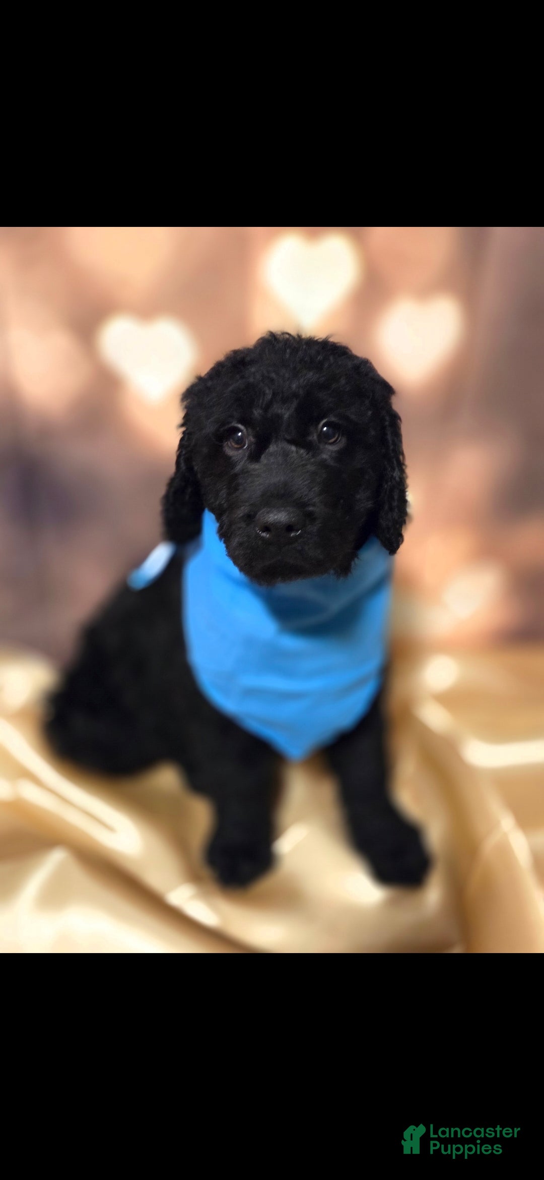 Mixed Breed dogs Doodle Puppy 1 - Ad 17