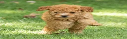 Miniature Poodle dogs for sale: Treasure Miniature Poodle  - Ad 4
