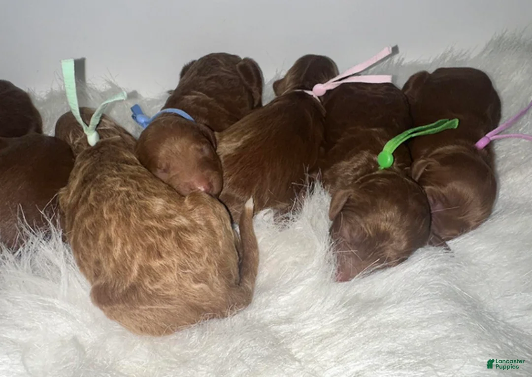 Goldendoodle dogs for sale: Girl 2 - Ad 3
