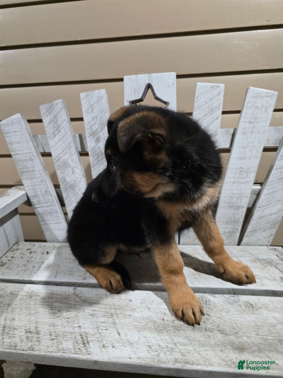German Shepherd dogs for sale: Max - Ad 2