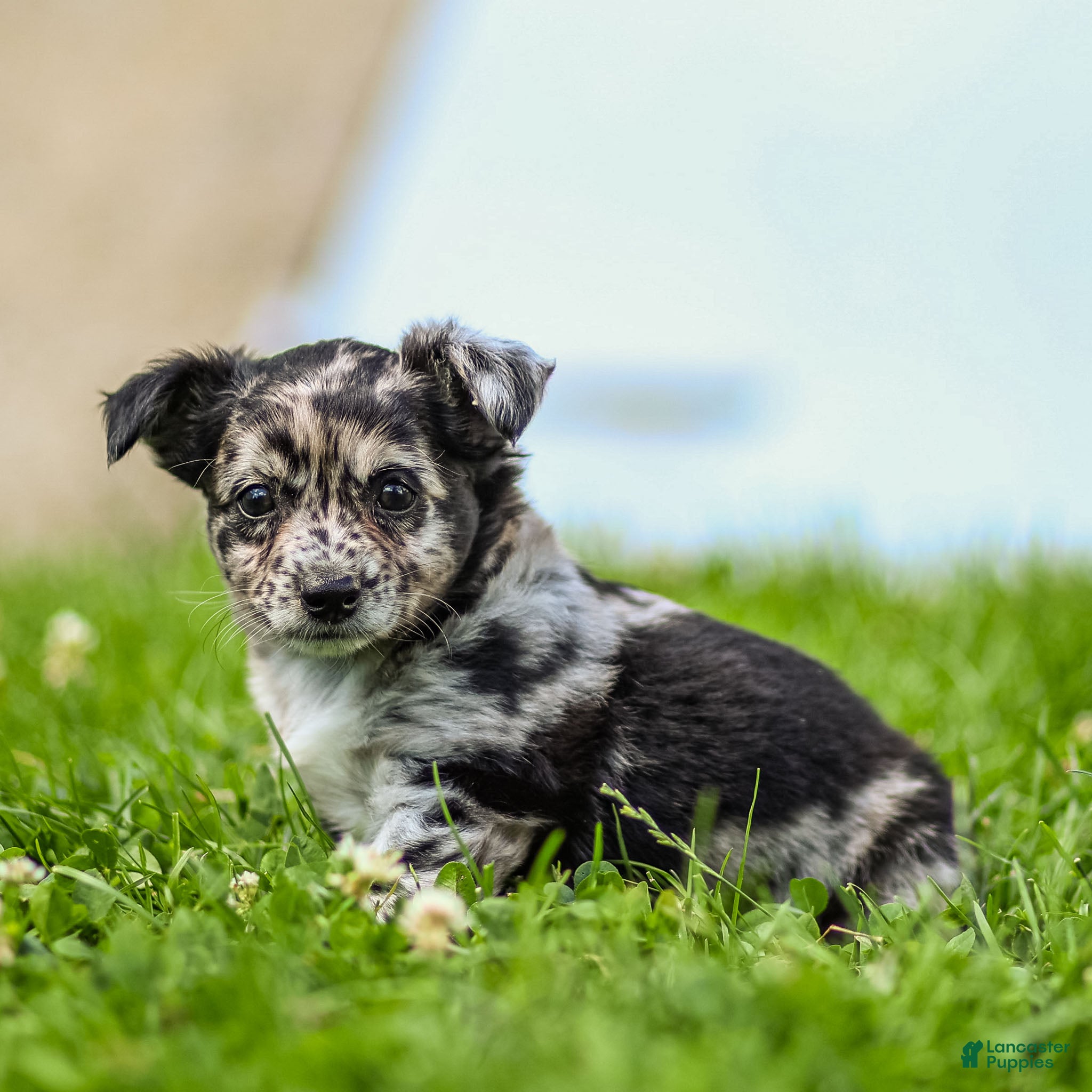 Chihuahua dogs Ryder Chihuahua Puppy  - Ad 1