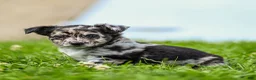 Chihuahua dogs for sale: Ryder Chihuahua Puppy  - Ad 1