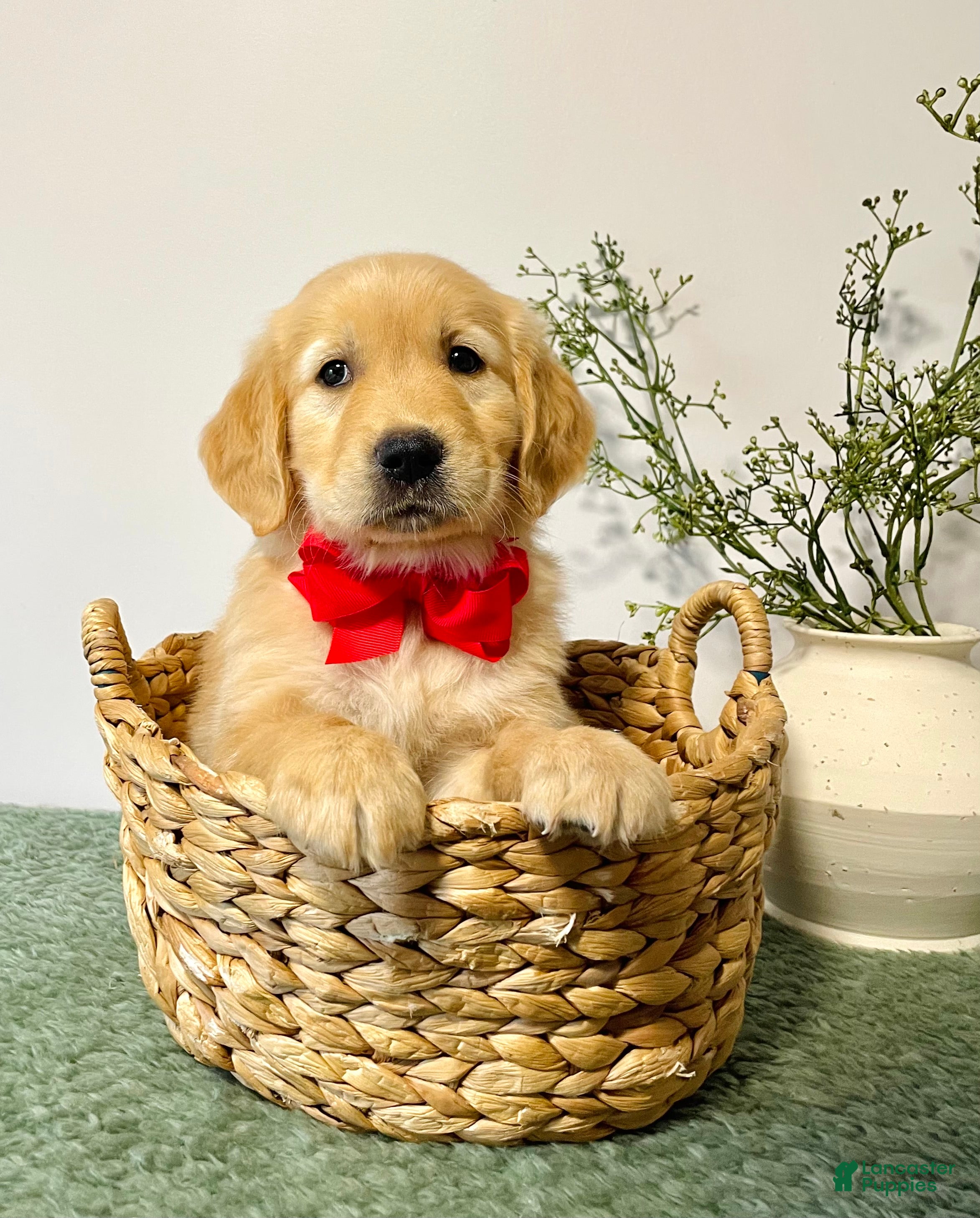 Golden Retriever dogs Diesel - Ad 2