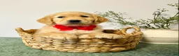 Golden Retriever dogs for sale: Diesel - Ad 2
