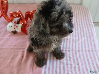 Miniature Poodle dogs Austin - Ad 26