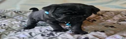 Pug dogs for sale: Brandy - Ad 4