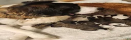 Saint Bernard dogs for sale: Saint Bernard 2 - Ad 4
