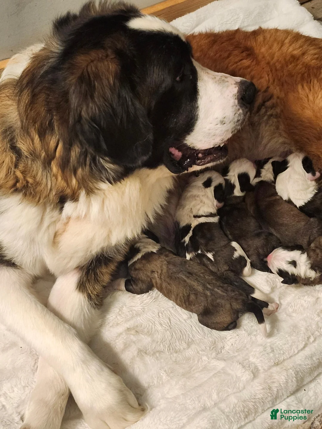 Saint Bernard dogs for sale: Saint Bernard 2 - Ad 4