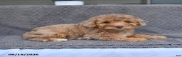 Mini Aussiedoodle dogs for sale: Abby - Ad 4