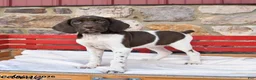 German Shorthaired Pointer dogs for sale: Pecan - Ad 1