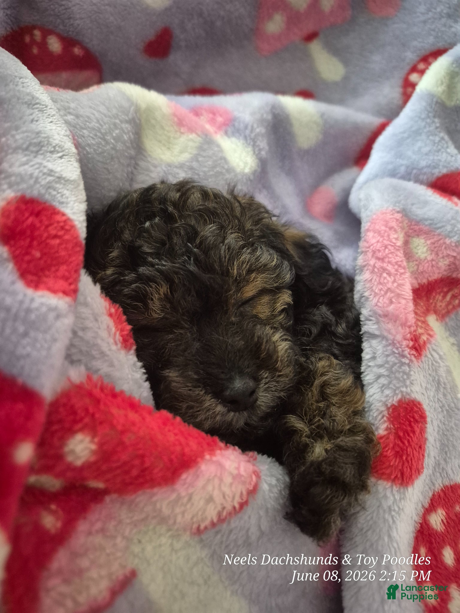 Toy Poodle dogs Toy Poodle Puppy 1 - Ad 1