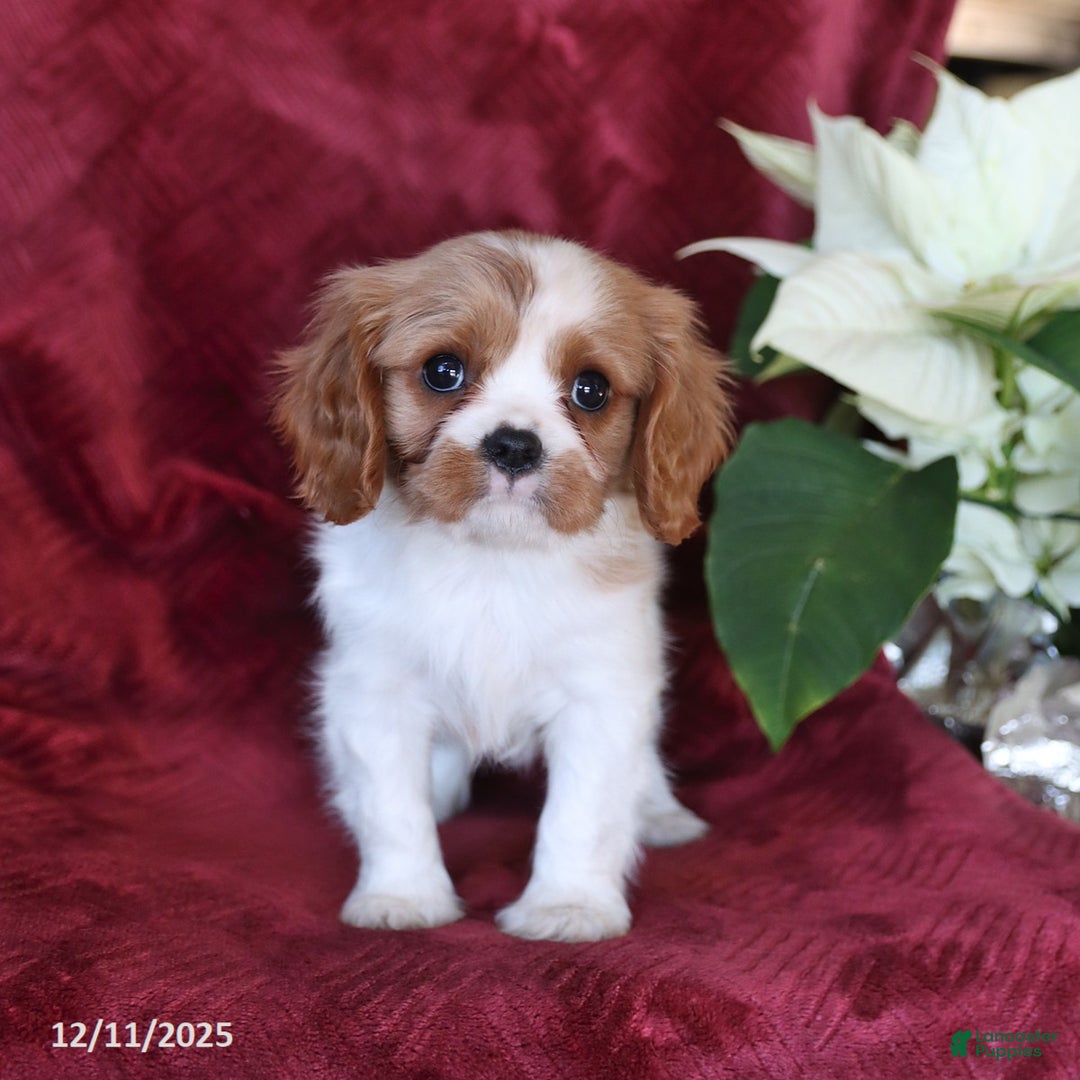 Cavalier King Charles Spaniel dogs for sale: Ace - Ad 4