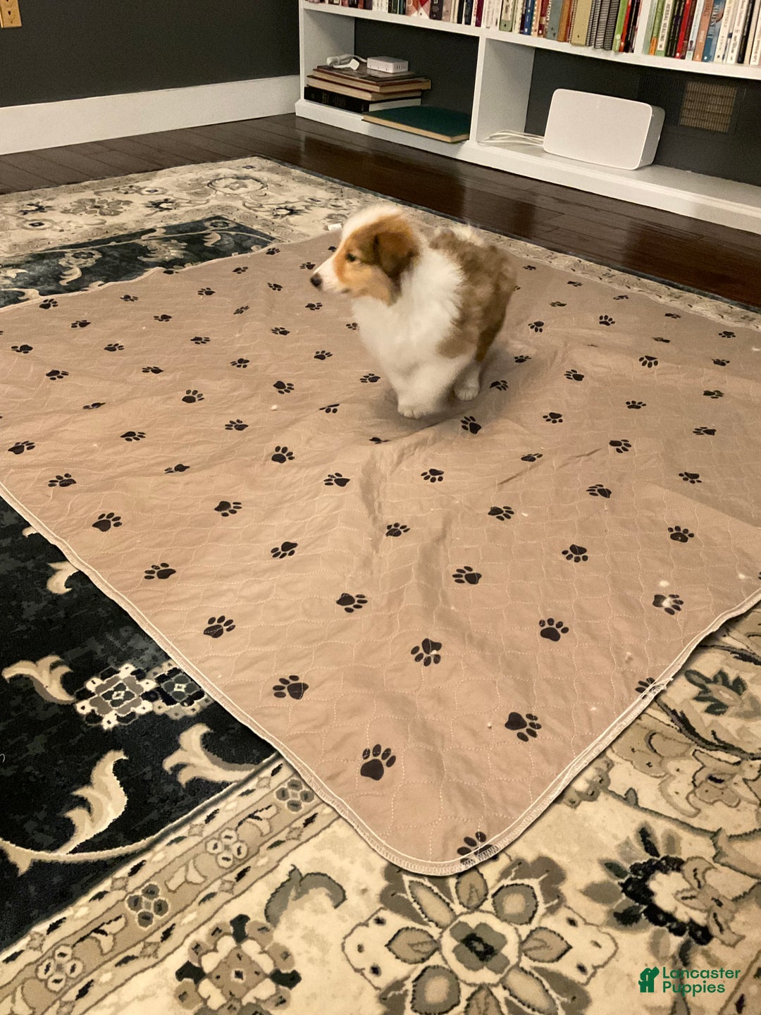 Collie dogs for sale: Collie Puppy 5 - Ad 2