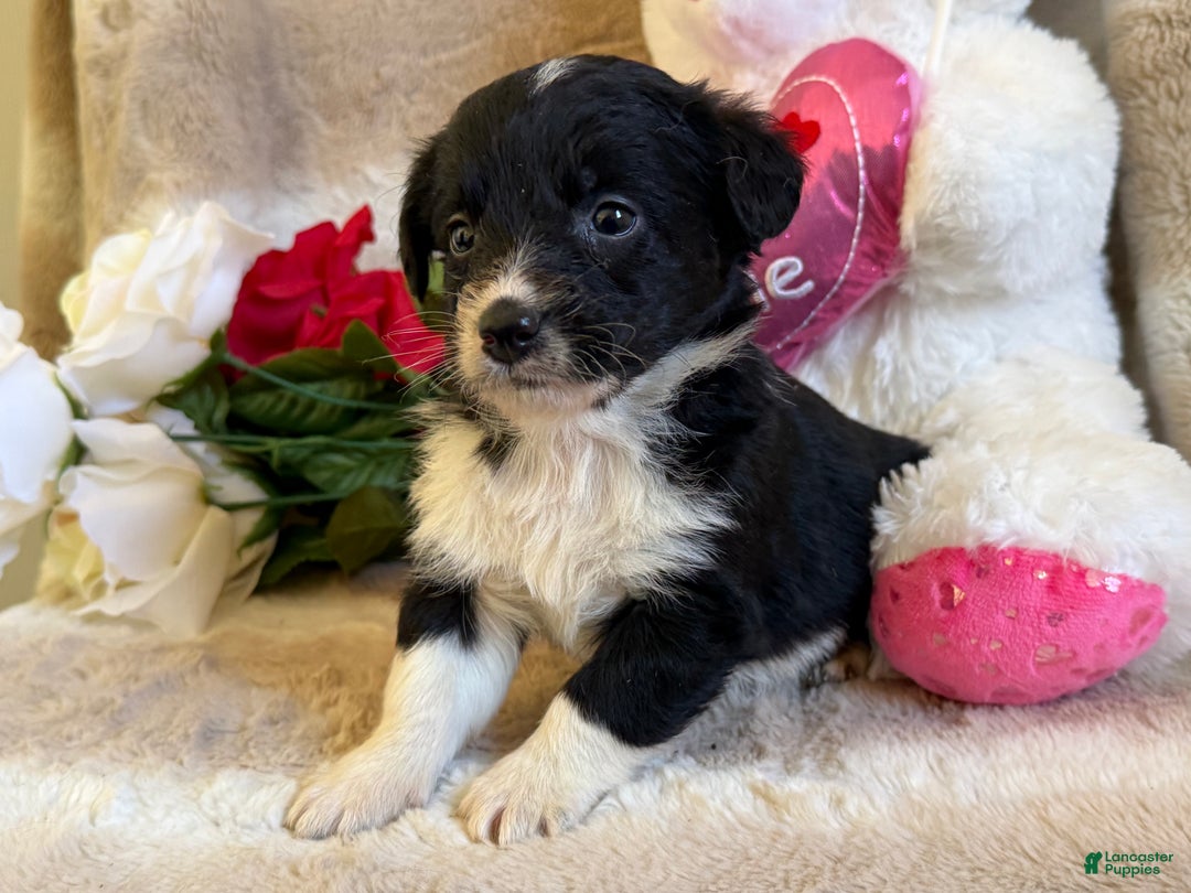 Mixed Breed dogs for sale: Finn - Ad 2