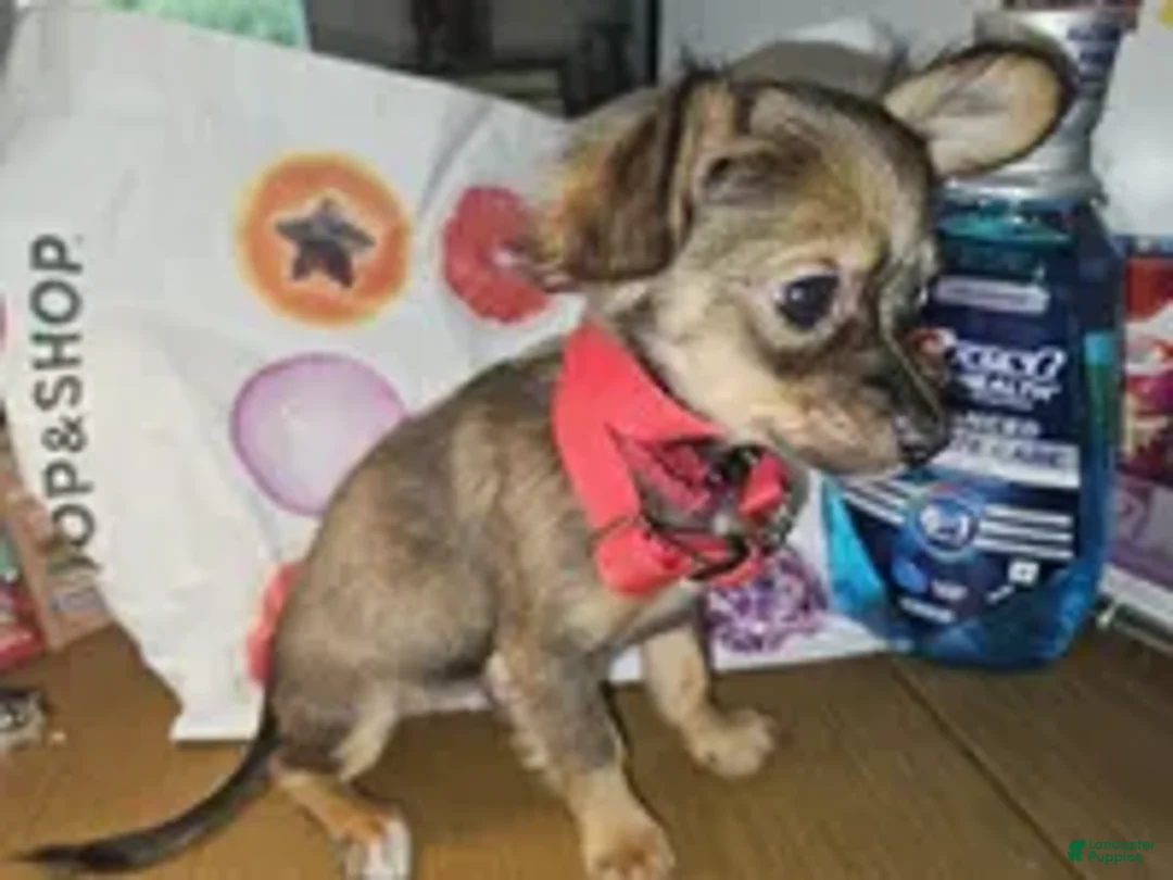 Chihuahua dogs for sale: Teddy Griz ( LH 6 lb) - Ad 7