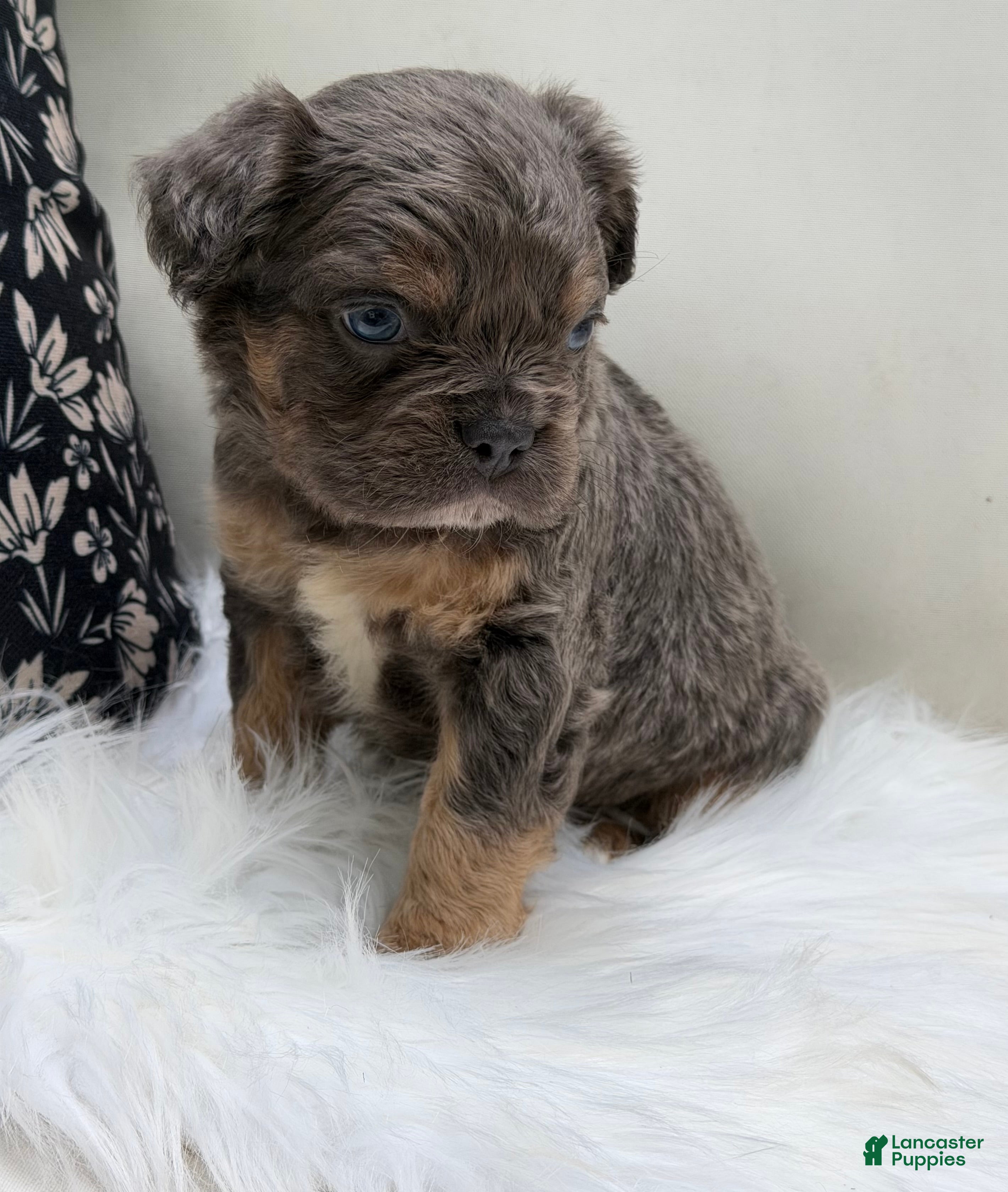 French Bulldog dogs Cash - Ad 2