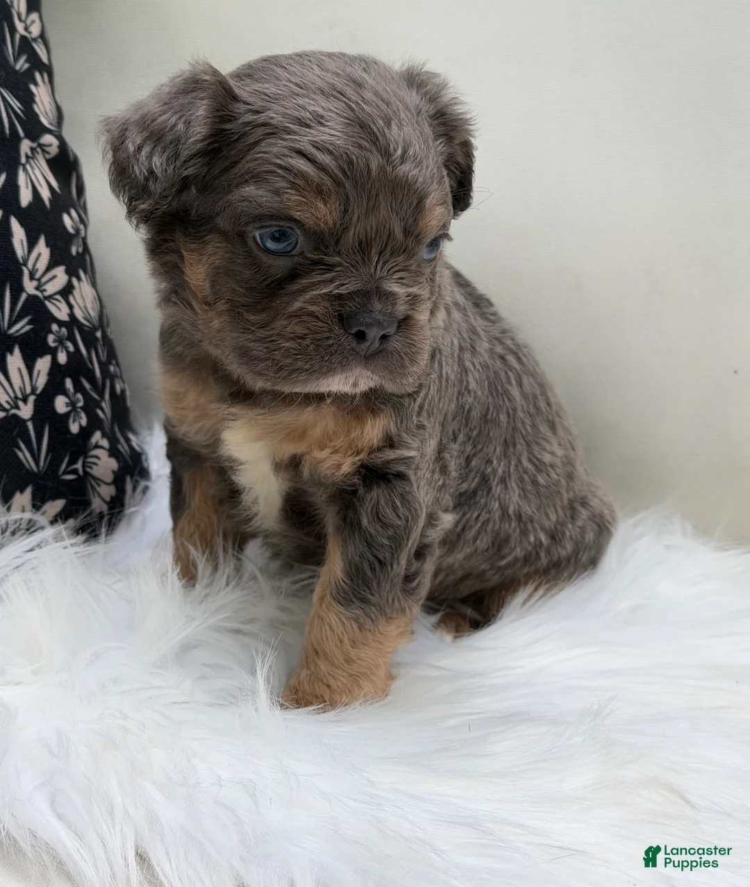 French Bulldog dogs for sale: Cash - Ad 2