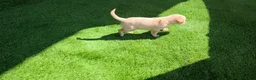 Labrador Retriever dogs for sale: Rosie - Ad 3