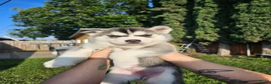 Siberian Husky Puppy 3