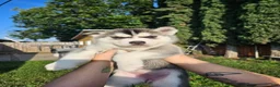Siberian Husky dogs for sale: Siberian Husky Puppy 3 - Ad 1