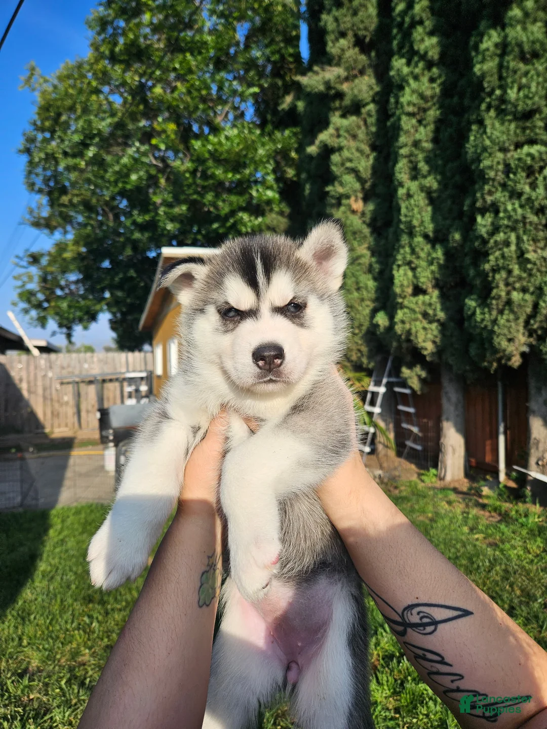 Siberian Husky dogs for sale: Siberian Husky Puppy 3 - Ad 1