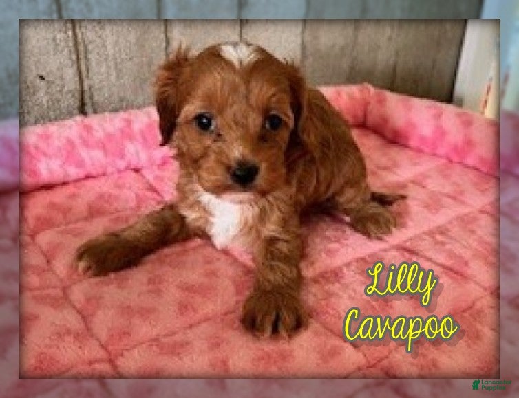 Cavapoo dogs for sale: Lilly - Ad 3