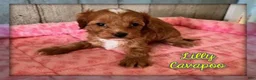 Cavapoo dogs for sale: Lilly - Ad 1