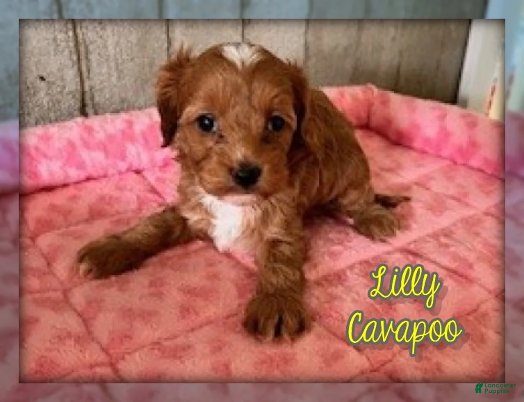 Cavapoo dogs for sale: Lilly - Ad 1