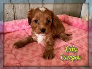 Cavapoo dogs for sale: Lilly - Ad 3