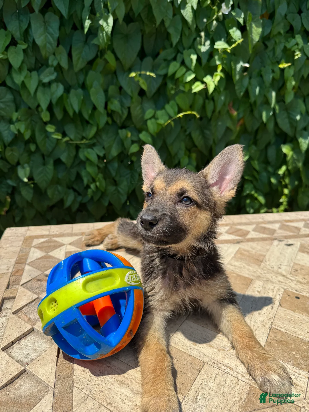 German Shepherd dogs for sale: Bonnie  - Ad 1