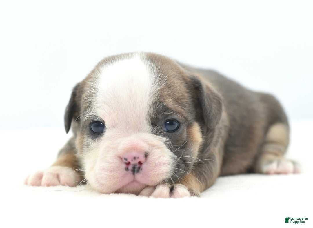 Mixed Breed dogs for sale: Savanna Tiny mini bulldog  - Ad 2