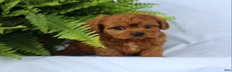 Cavapoo dogs for sale: Max - Ad 3