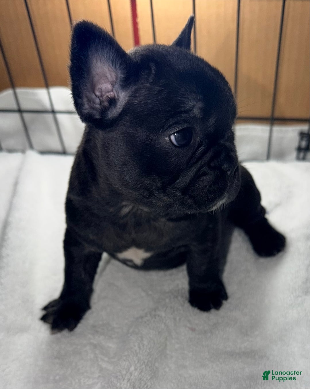 French Bulldog dogs for sale: Bear - Ad 3