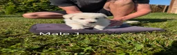 Mixed Breed dogs for sale: American Pyre 1 - Ad 3