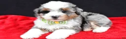 Mini Aussiedoodle dogs for sale: Gaven  - Ad 1