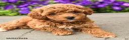 Mini Goldendoodle dogs for sale: Sadie - Ad 5