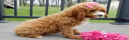Cavapoo dogs for sale: Lulu - Ad 7