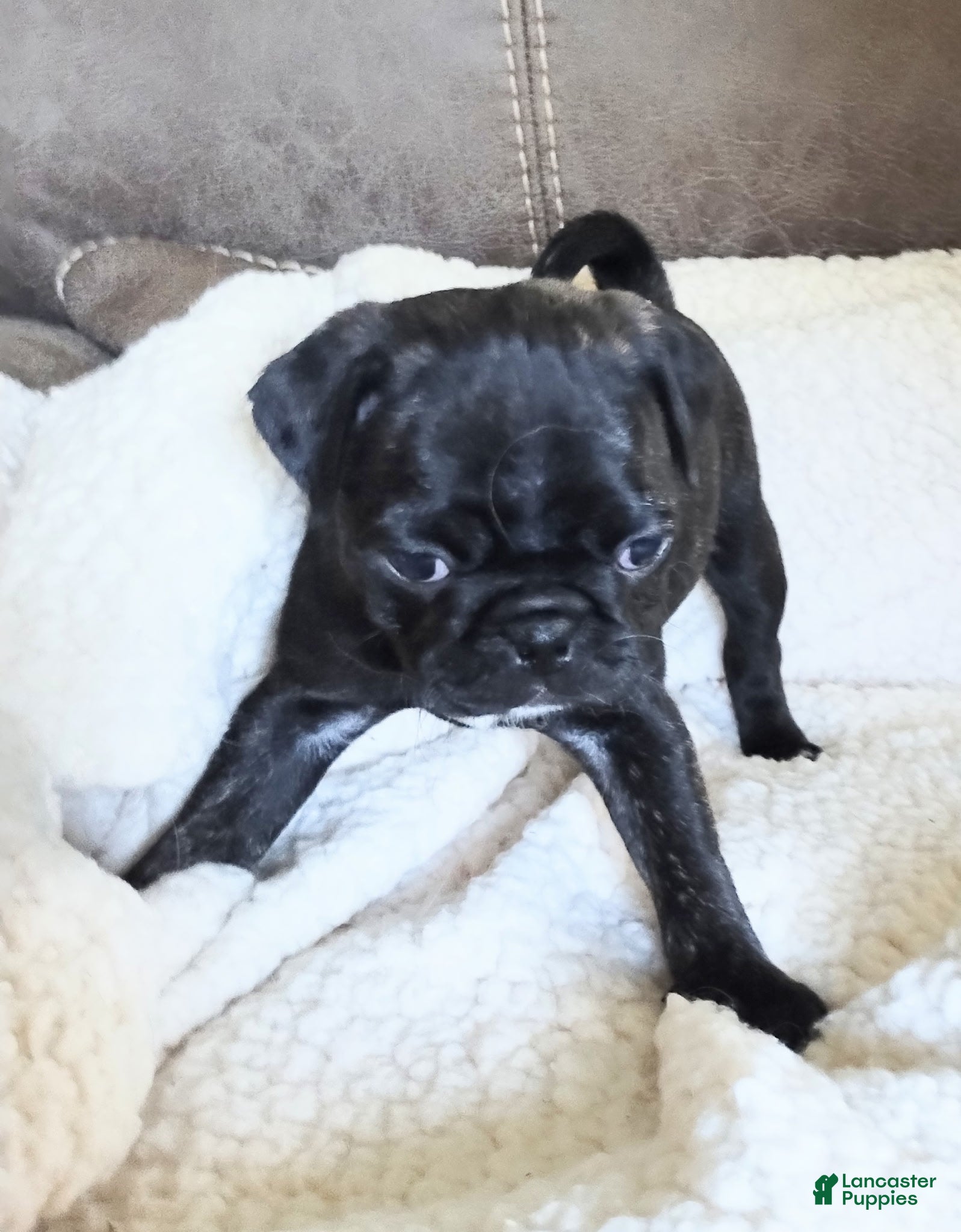 Pug dogs Pug Puppy 1 - Ad 5