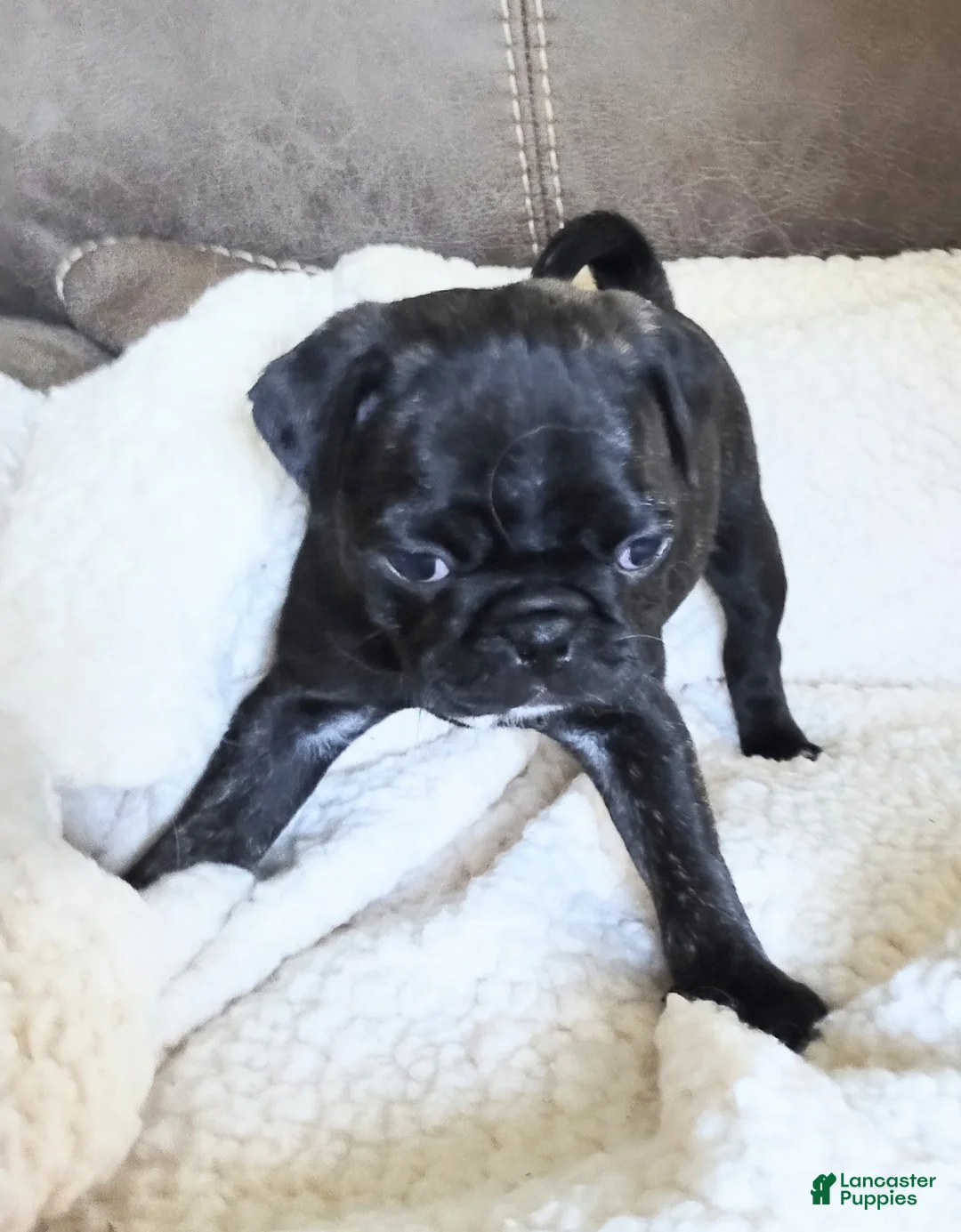 Pug dogs for sale: Pug Puppy 1 - Ad 1