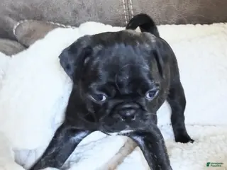 Pug dogs Pug Puppy 1 - Ad 5