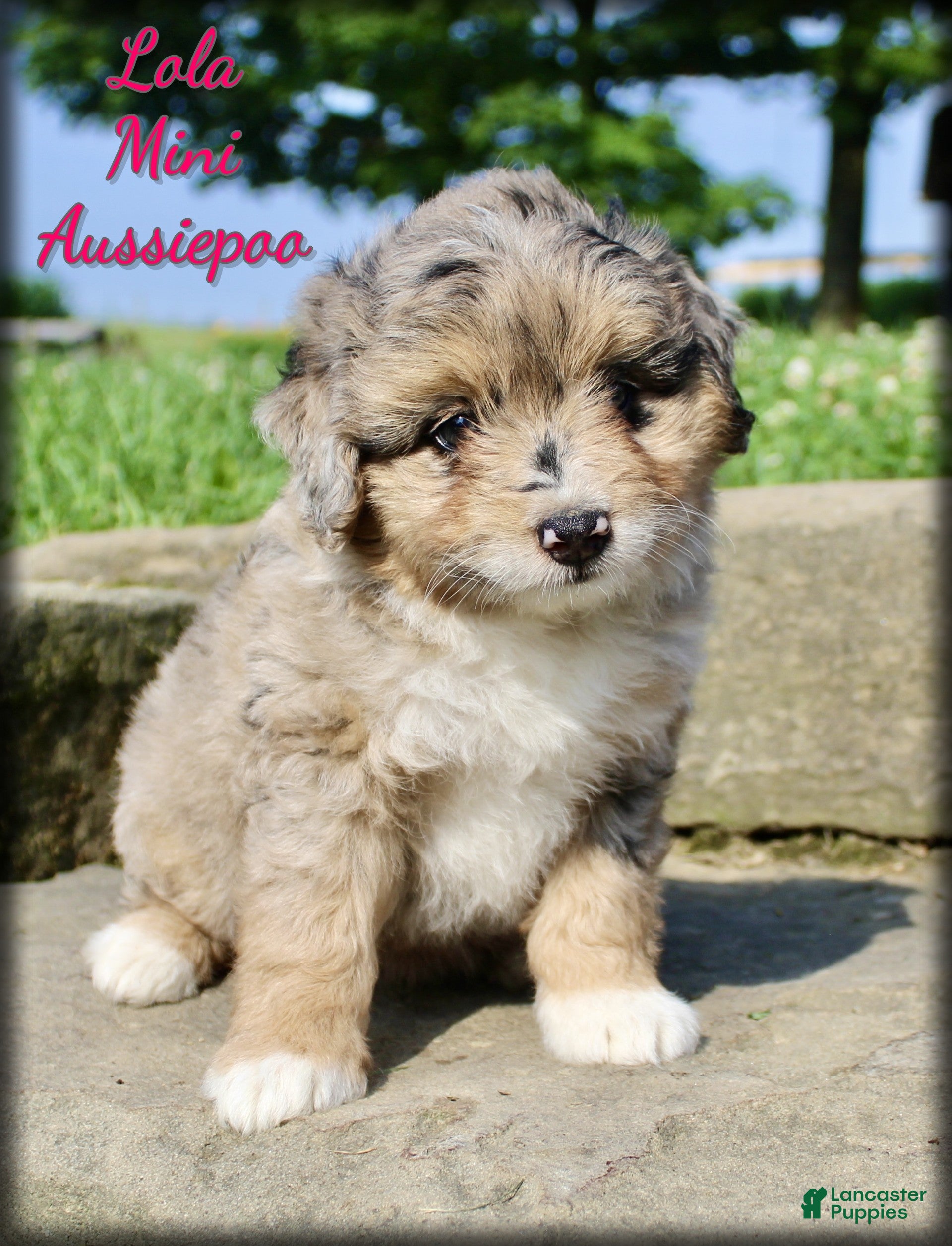 Mini Aussiedoodle dogs Lola - Ad 1