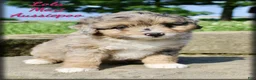Mini Aussiedoodle dogs for sale: Lola - Ad 1