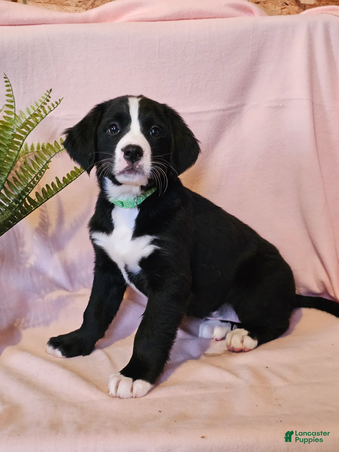 Mixed Breed dogs for sale: Lainey - Ad 3