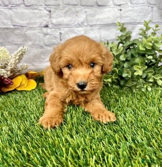 Mini Goldendoodle dogs Oliver Mini Goldendoodle  - Ad 1