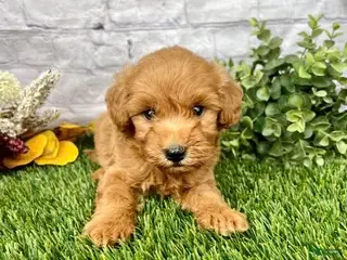 Mini Goldendoodle dogs Oliver Mini Goldendoodle - Ad 1