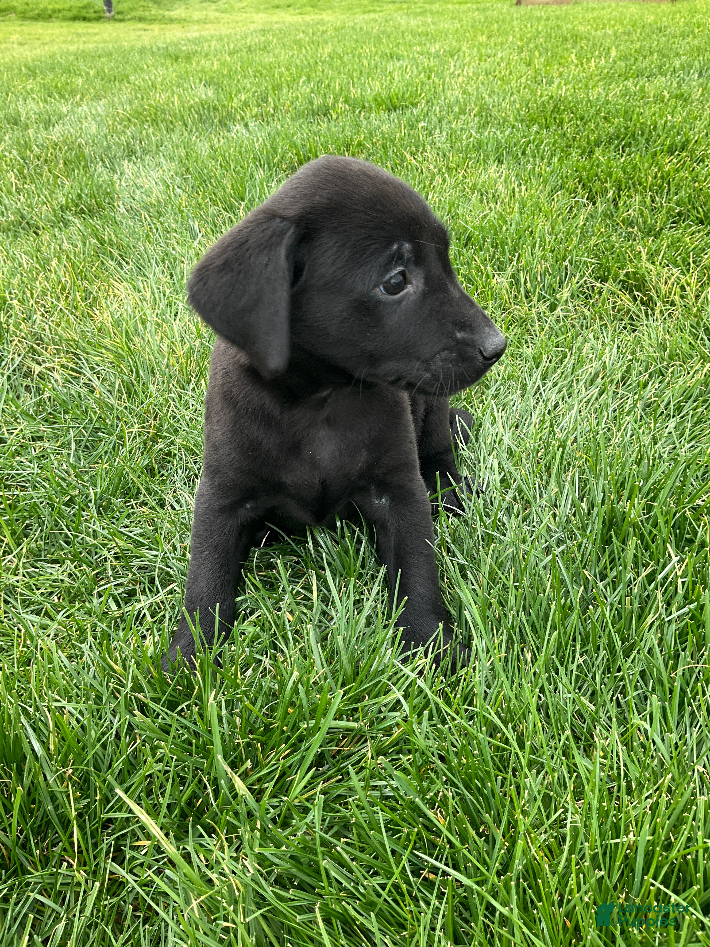 Labrador Retriever dogs Gabby - Ad 2