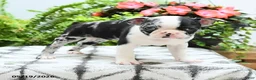 Boston Terrier dogs for sale: Alani - Ad 2